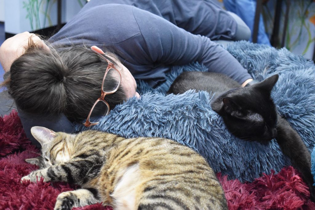 A woman takes a nap curled up next to two cats at Tail Town Cats Cafe in Pasadena.