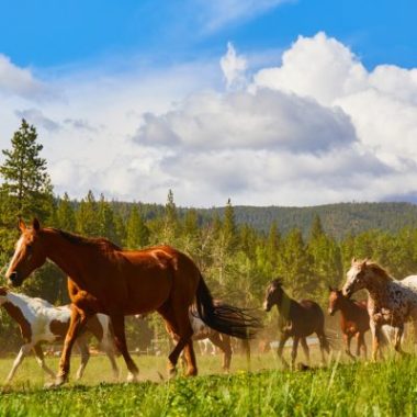 Horses run wild on Greenhorn Ranch in California.